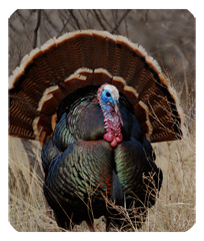DF35-315 Gone Hunting (Turkey)